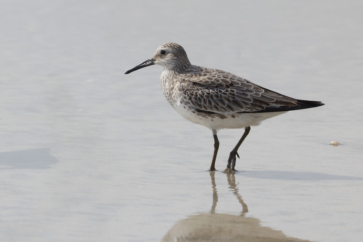 Great Knot - ML645261500