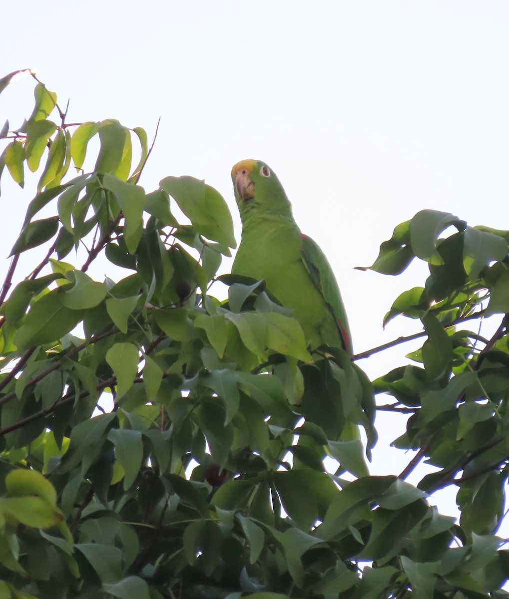 Yellow-crowned Amazon - ML645261503