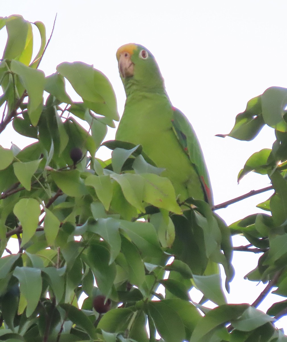 Yellow-crowned Amazon - ML645261504