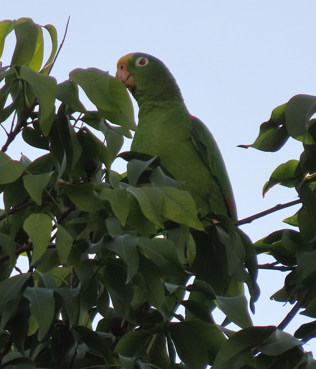Yellow-crowned Amazon - ML645261505