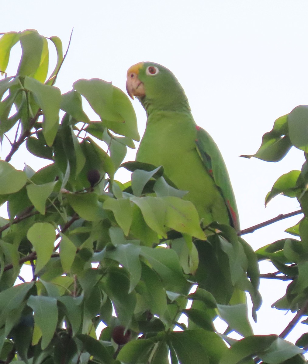 Yellow-crowned Amazon - ML645261506