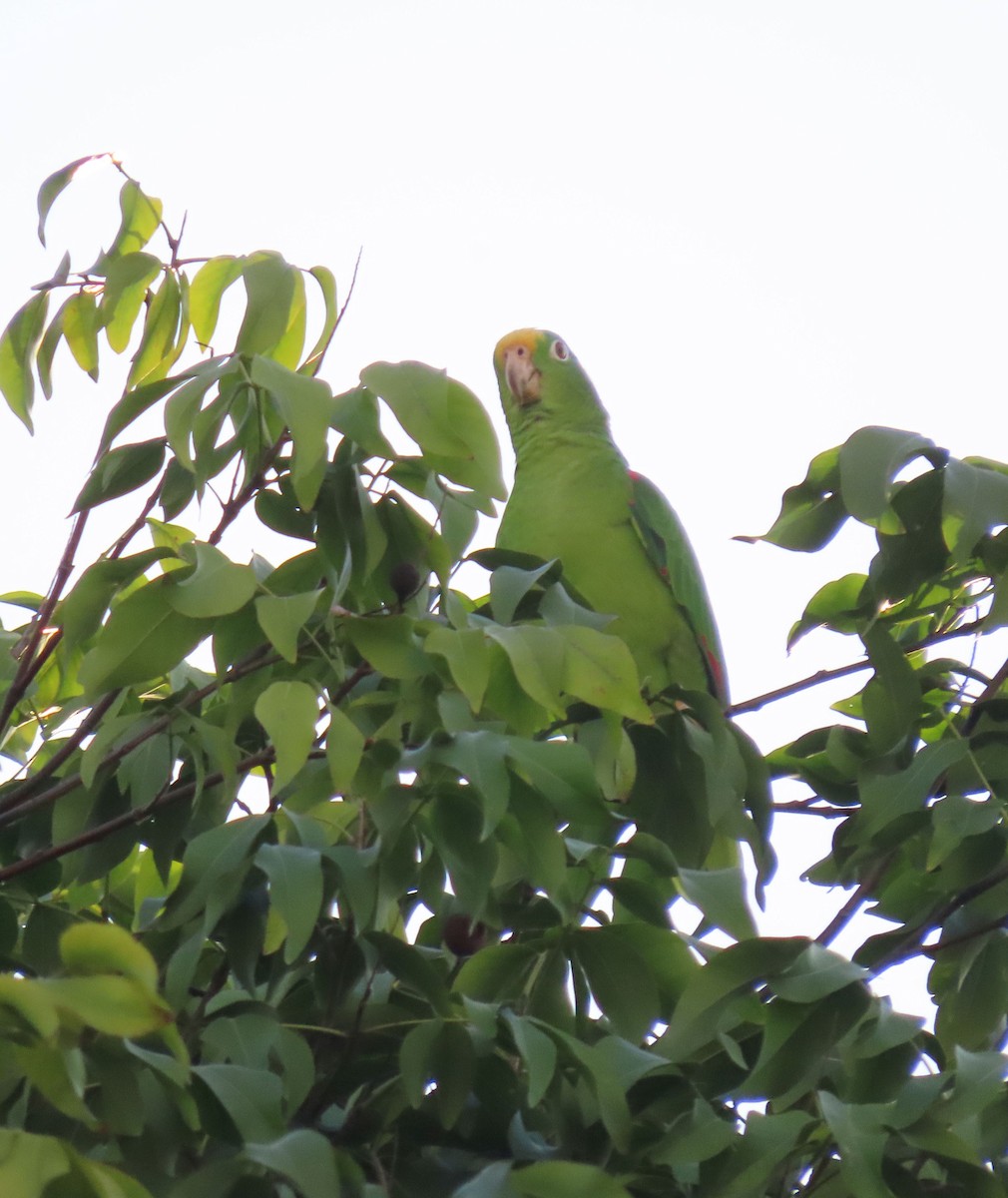Yellow-crowned Amazon - ML645261507