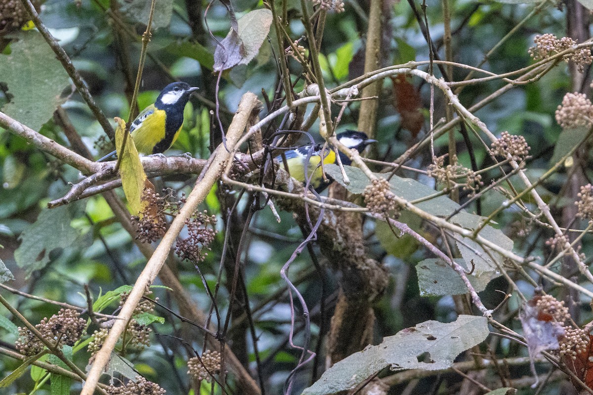 Green-backed Tit - ML645261518
