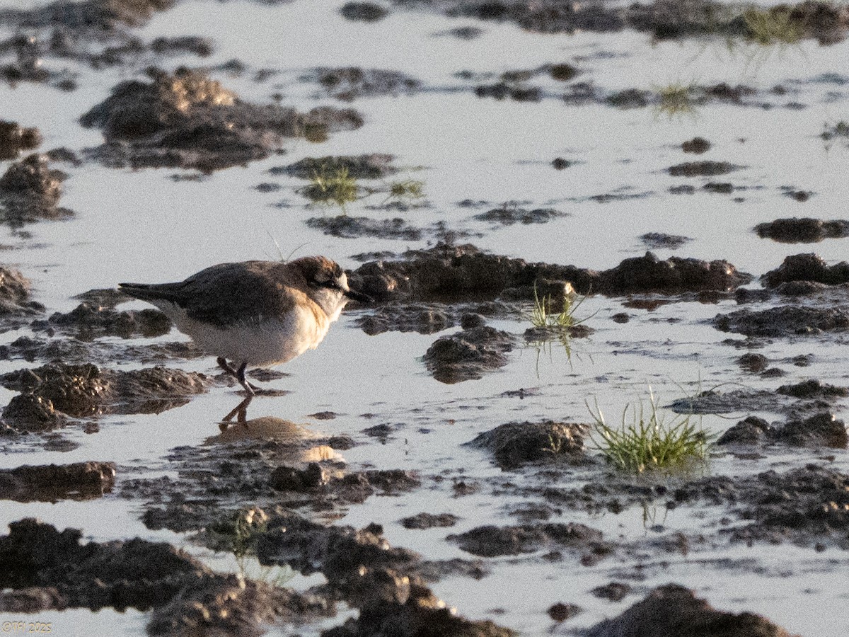 White-fronted Plover - ML645261519