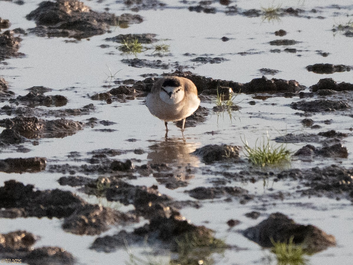 White-fronted Plover - ML645261527