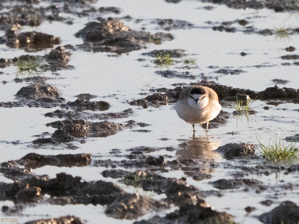 White-fronted Plover - ML645261528
