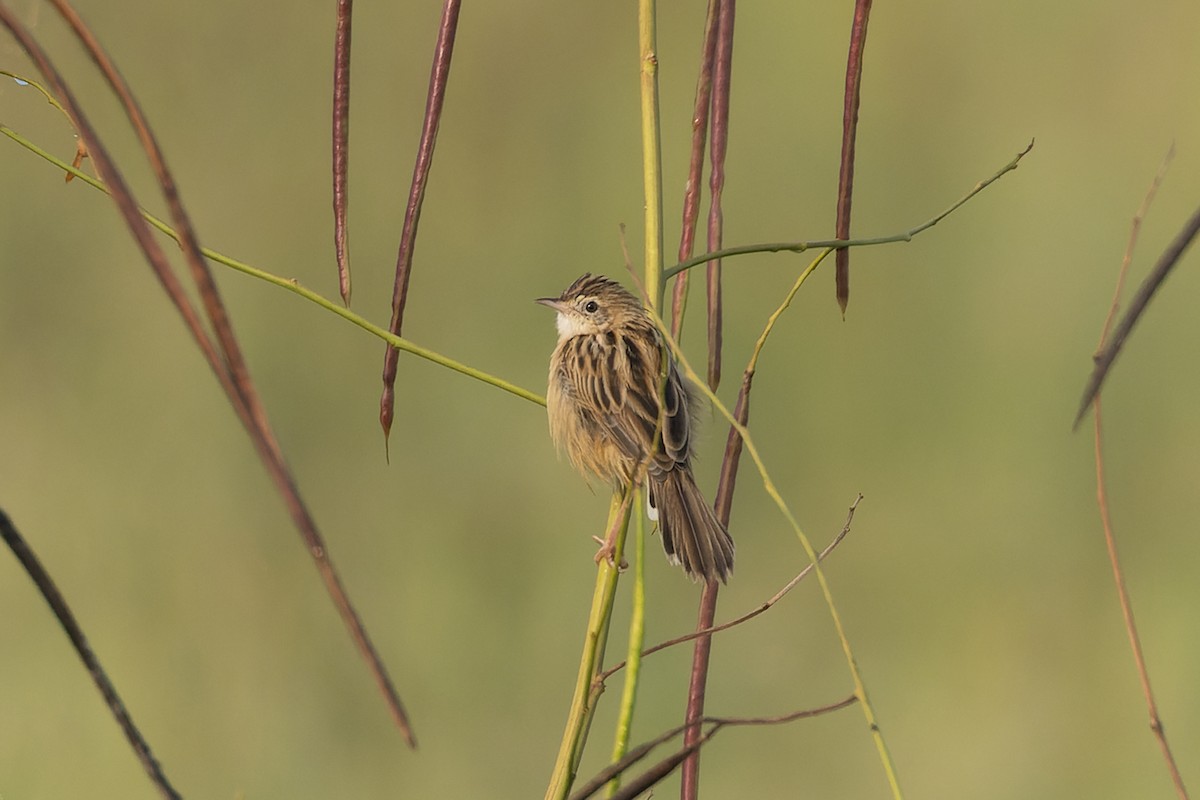Zitting Cisticola - ML645261530
