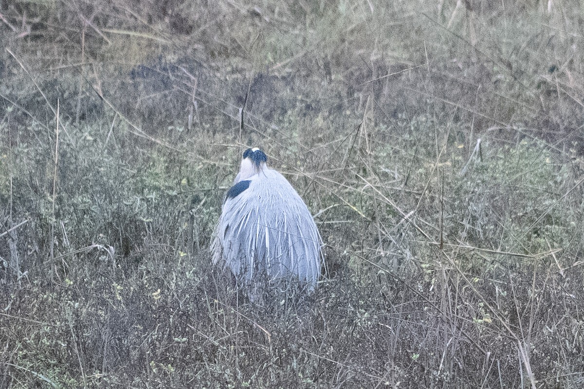 Great Blue Heron - ML645261531