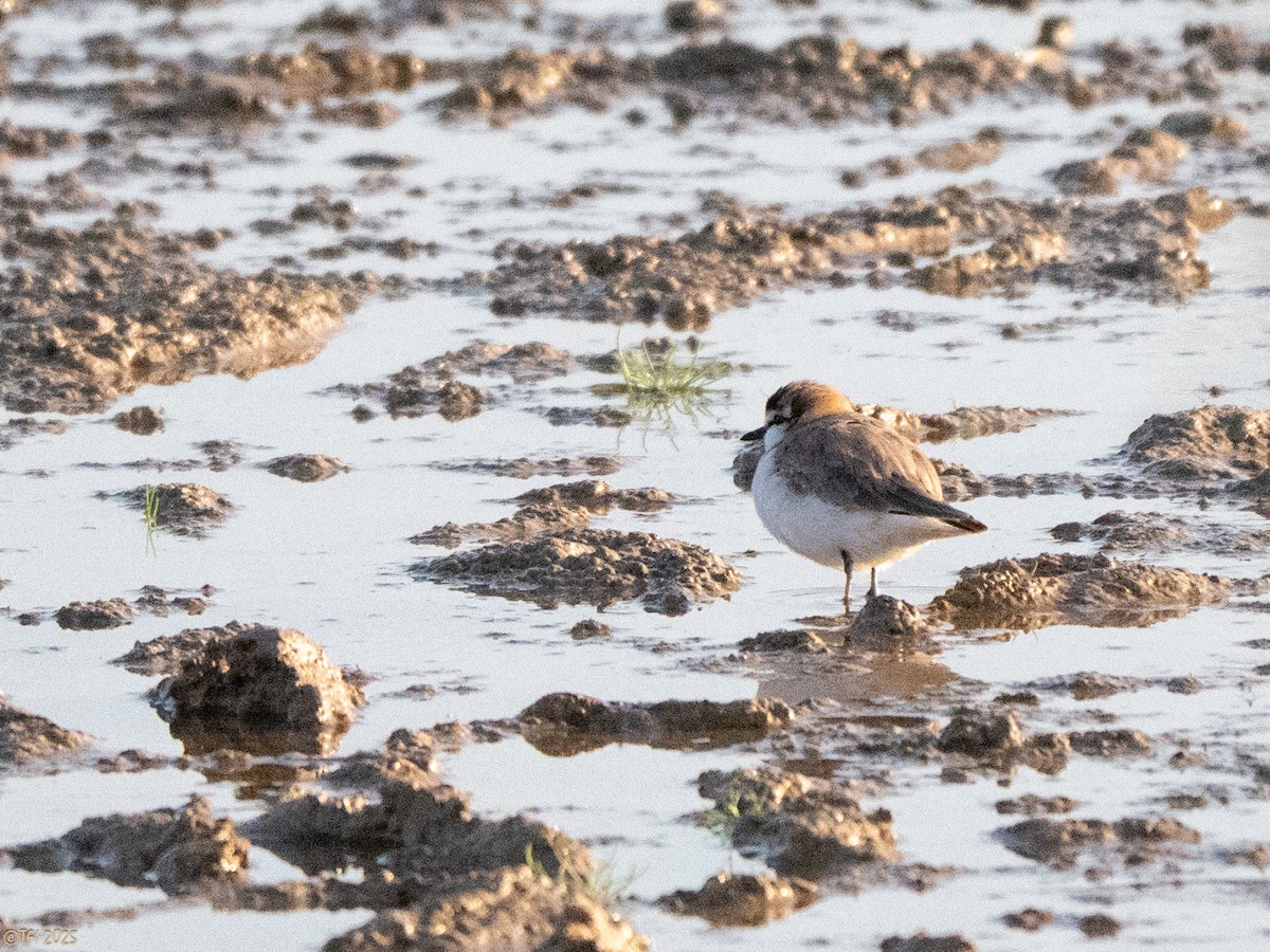 White-fronted Plover - ML645261532