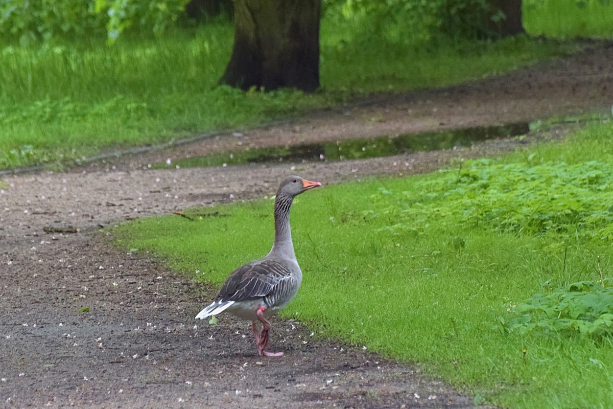 Graylag Goose - ML645261533