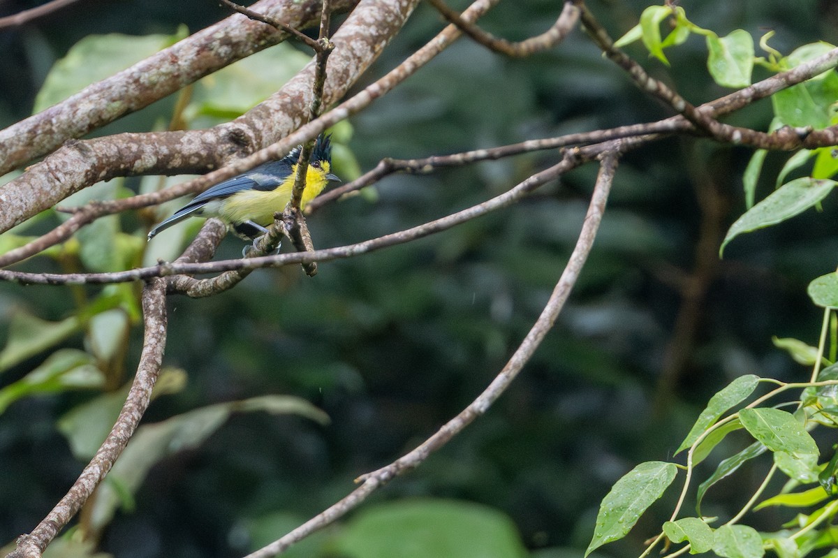 Taiwan Yellow Tit - ML645261534