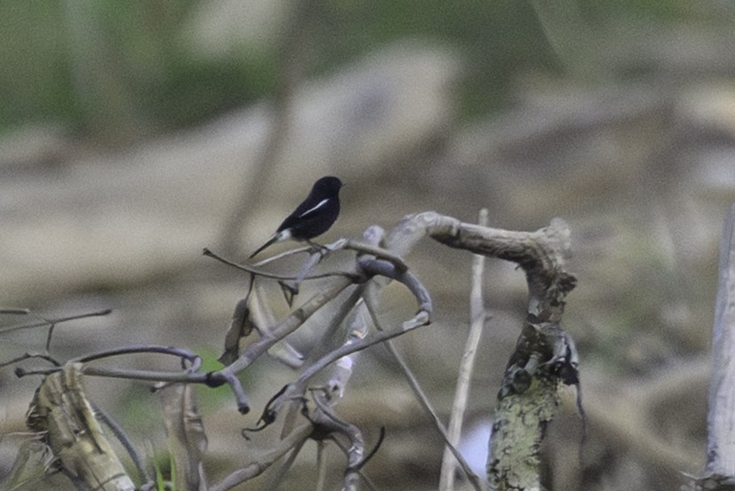 Pied Bushchat - ML645261536