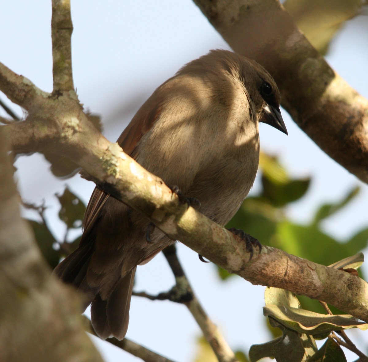 Grayish Baywing - ML645261537