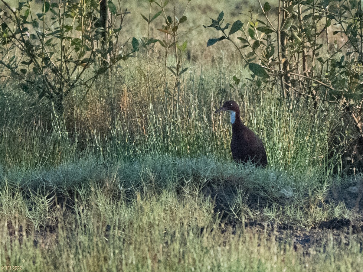 White-throated Rail - ML645261538
