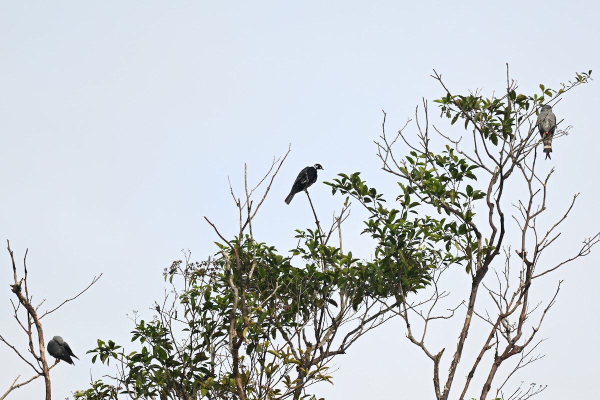 Bare-necked Fruitcrow - ML645261539