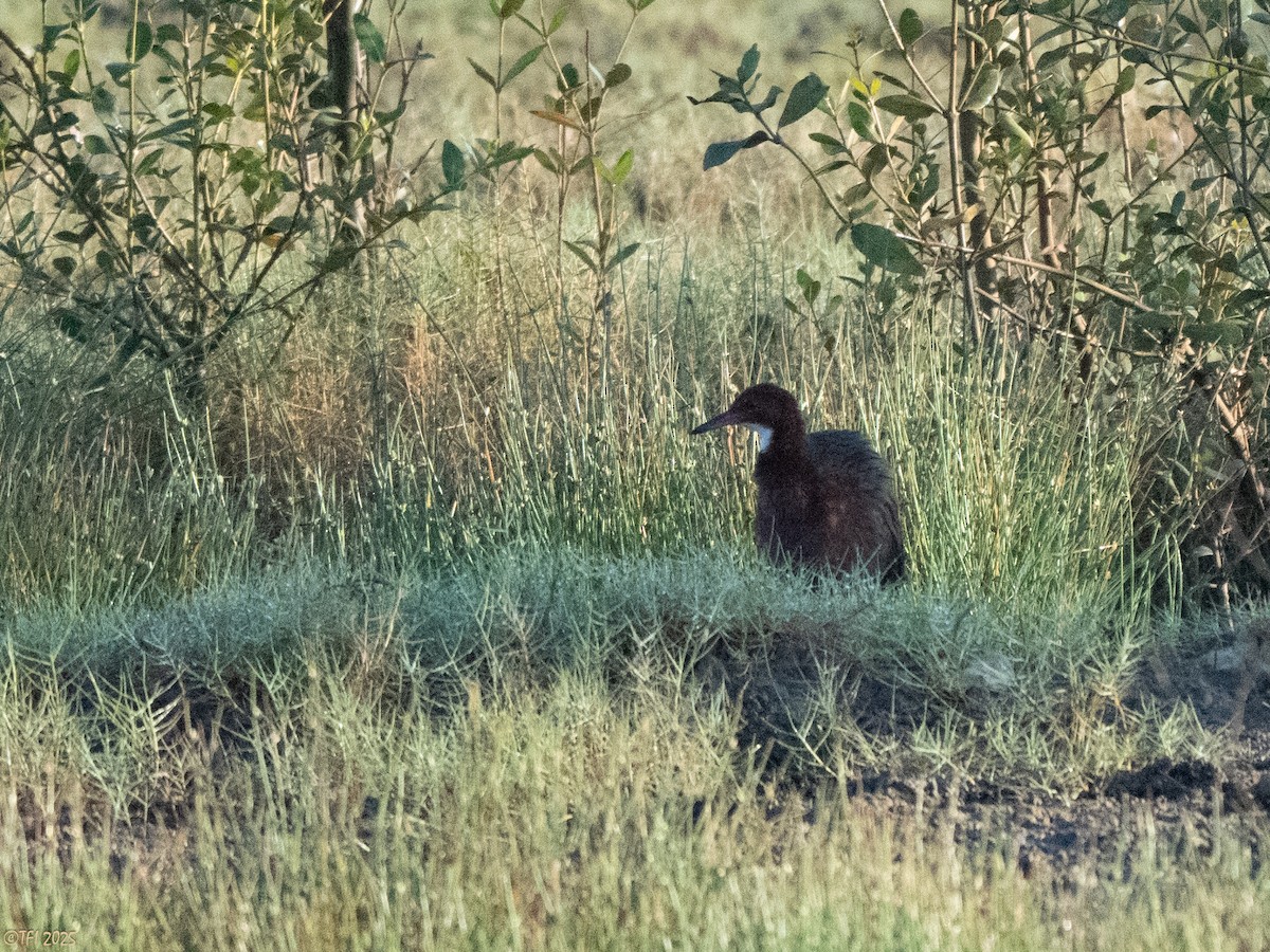 White-throated Rail - ML645261541