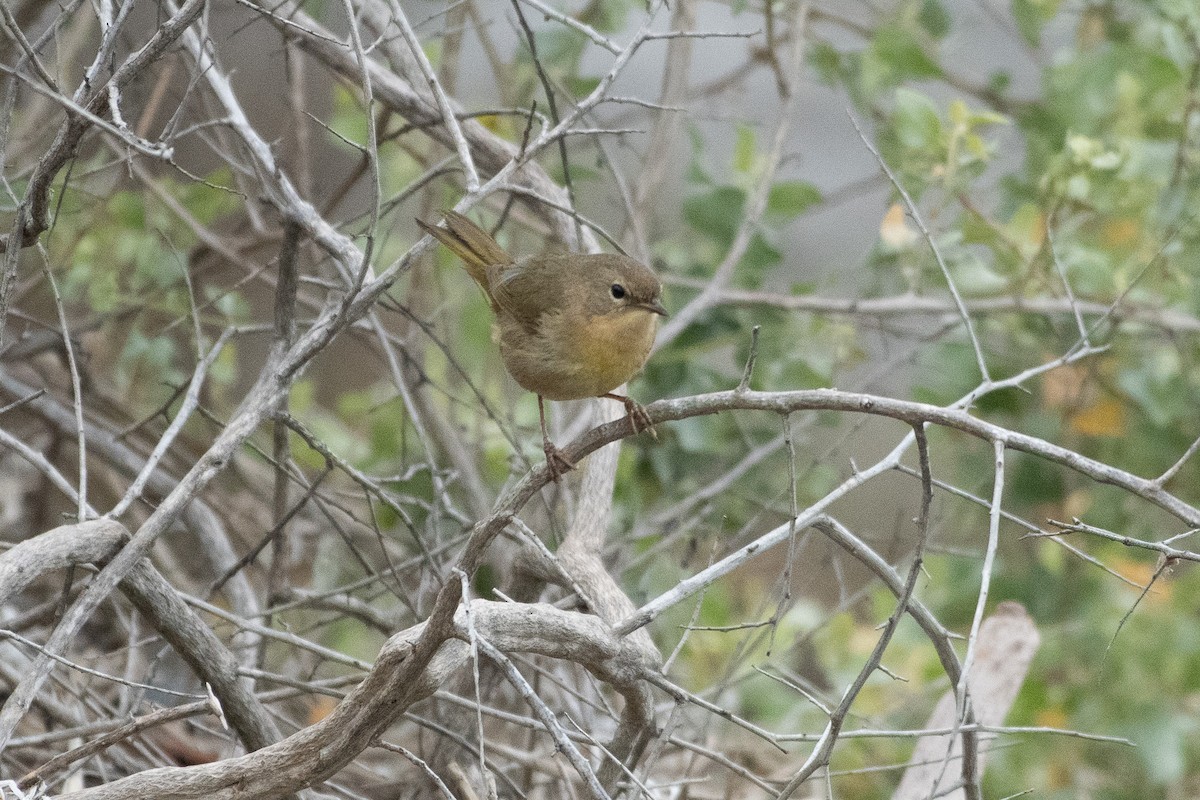 Common Yellowthroat - ML645261543