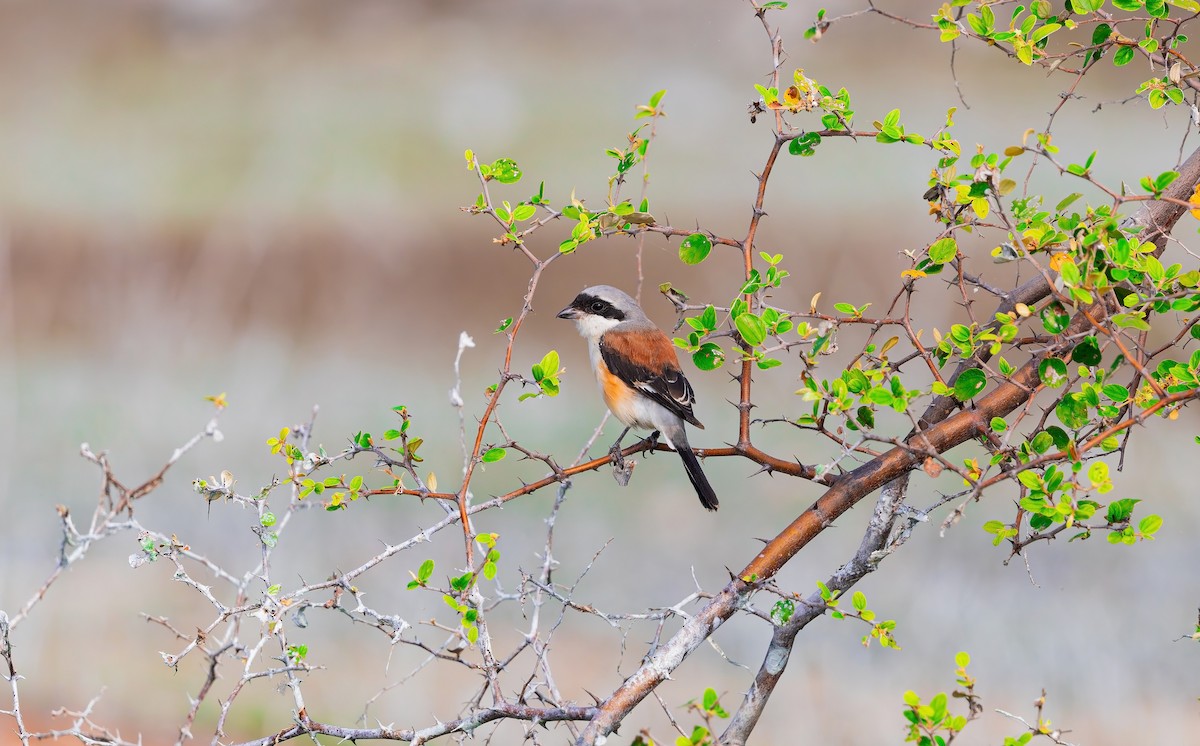Bay-backed Shrike - ML645261544