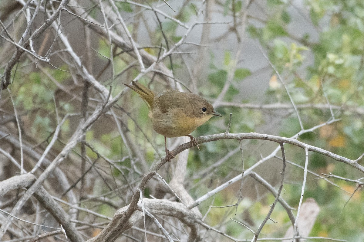Common Yellowthroat - ML645261545