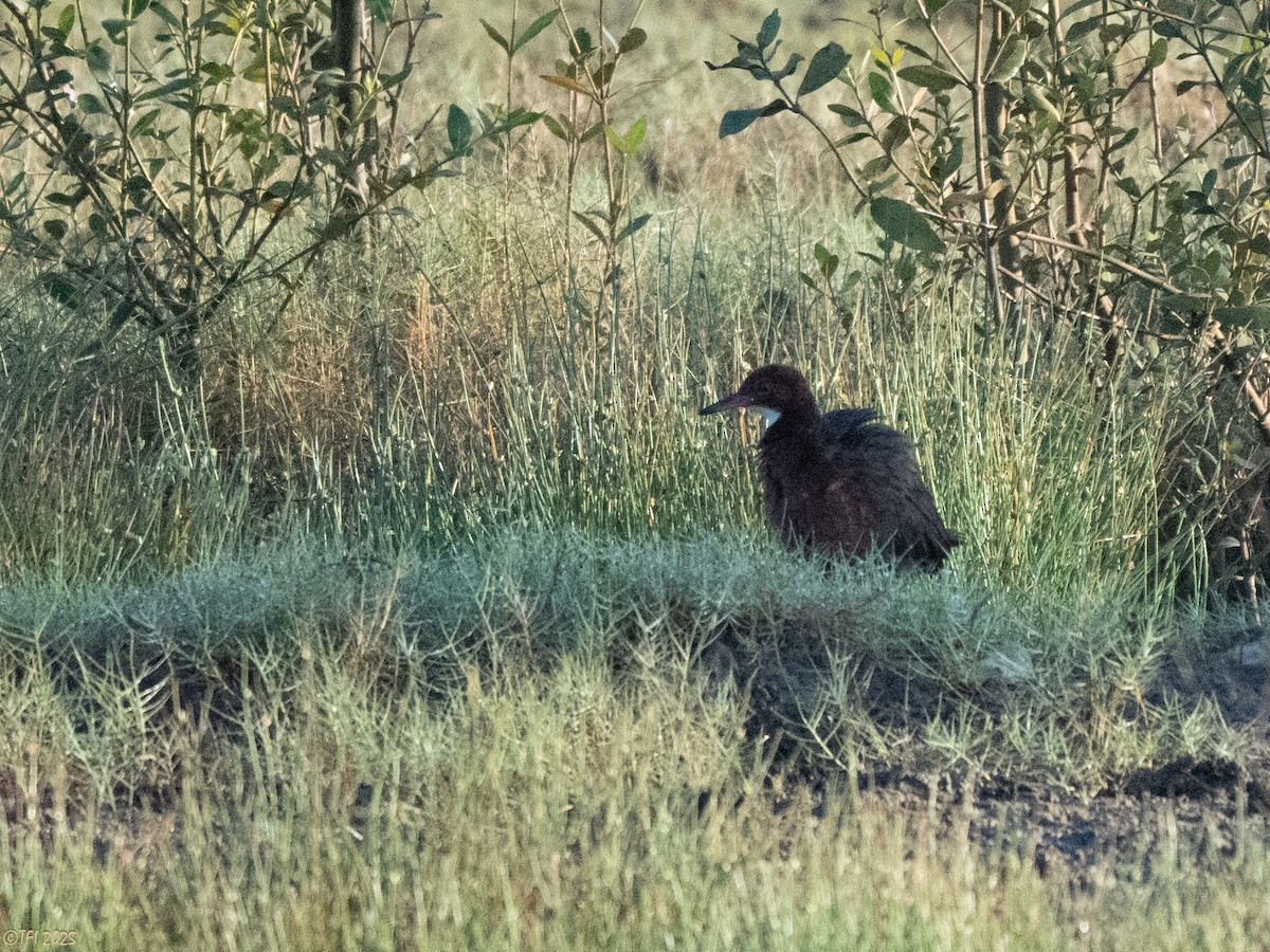 White-throated Rail - ML645261546