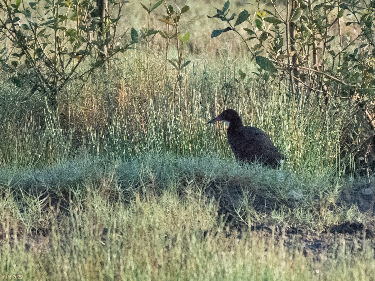 White-throated Rail - ML645261547