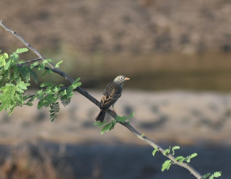 Gray-necked Bunting - ML645261548
