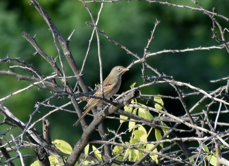 Gray-necked Bunting - ML645261549