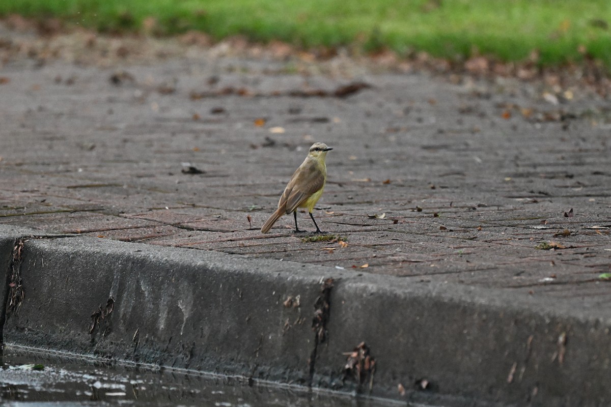 Cattle Tyrant - ML645261550