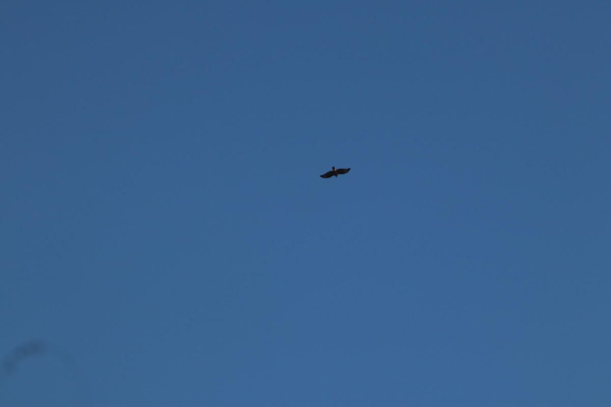 Common Buzzard - ML645261551