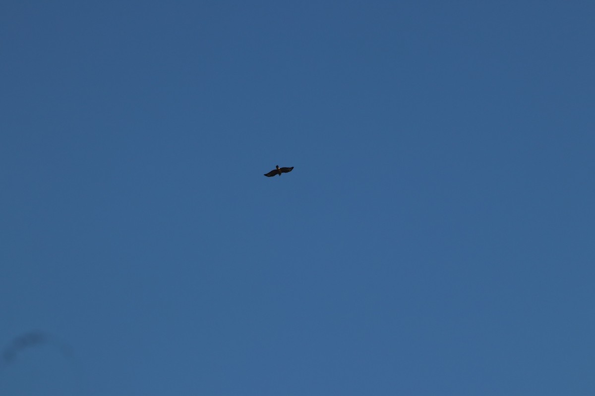 Common Buzzard - ML645261552