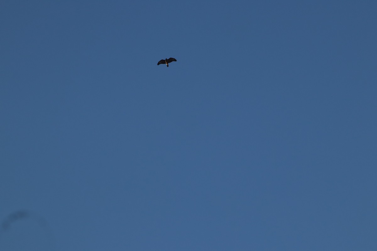 Common Buzzard - ML645261553