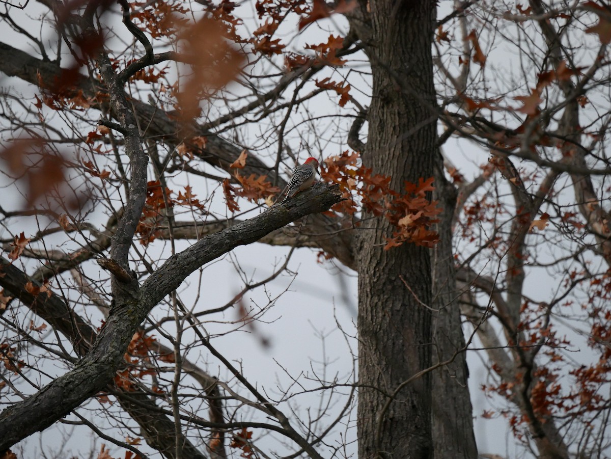 Red-bellied Woodpecker - ML645261555