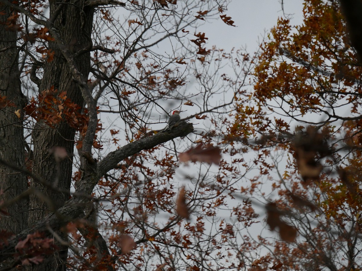Red-bellied Woodpecker - ML645261556