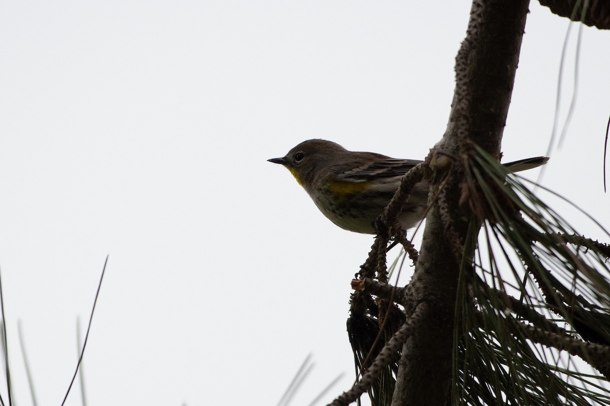 Yellow-rumped Warbler - ML645261557