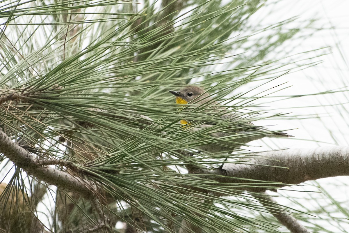 Yellow-rumped Warbler - ML645261558