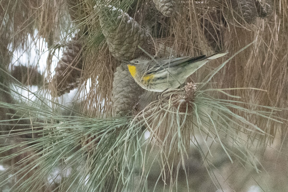 Yellow-rumped Warbler - ML645261559