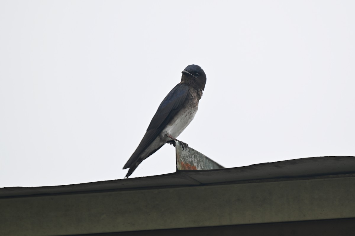 Gray-breasted Martin - ML645261560