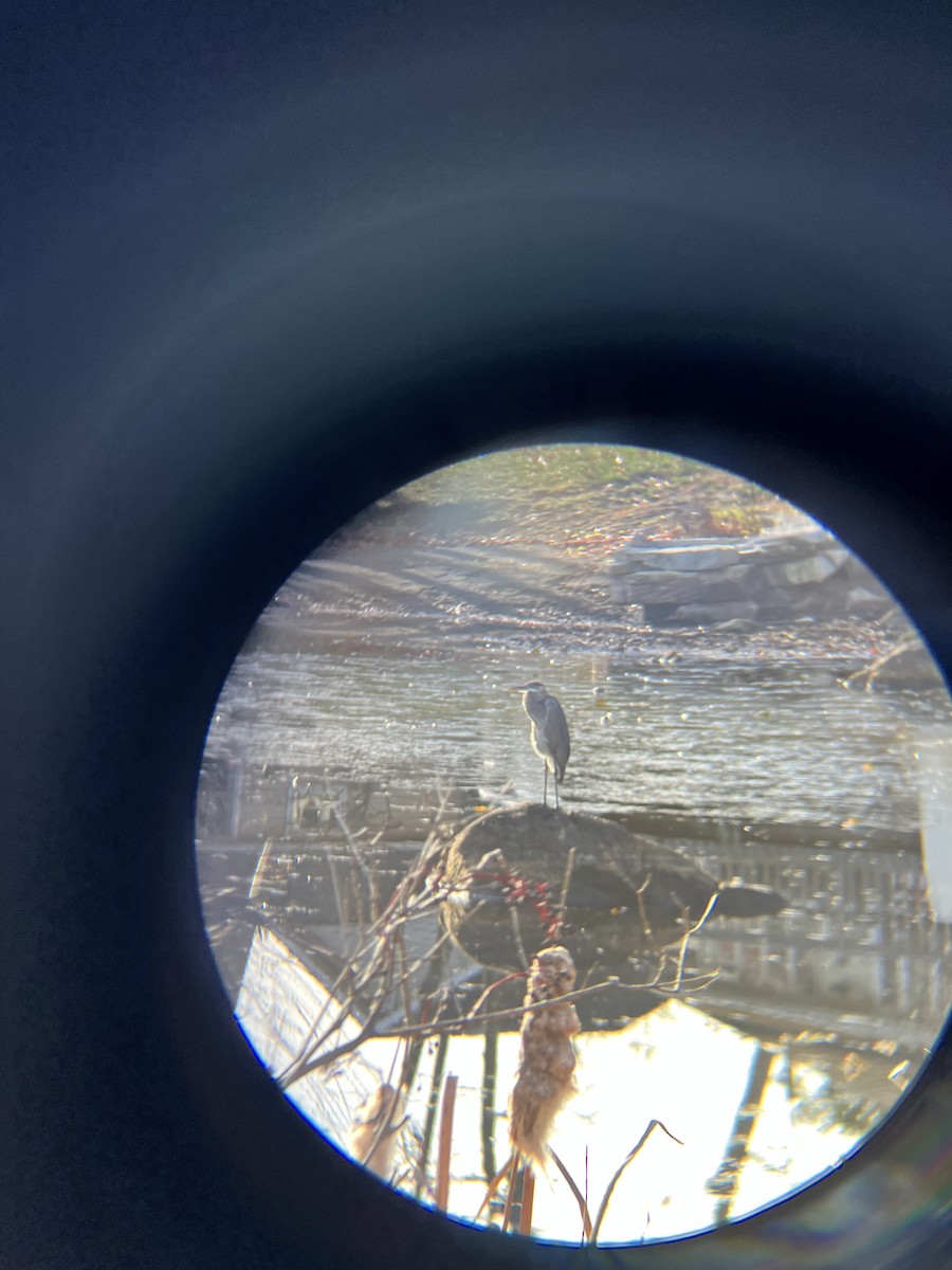 Great Blue Heron - ML645261565