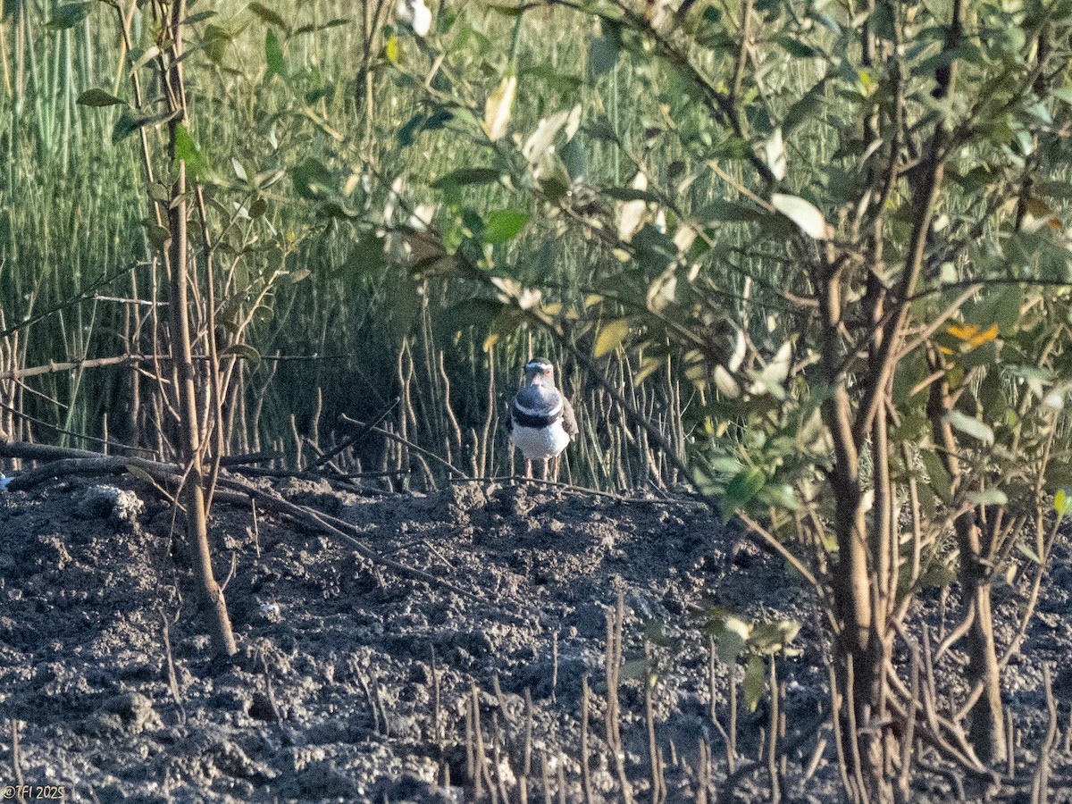Three-banded Plover (Madagascar) - ML645261566