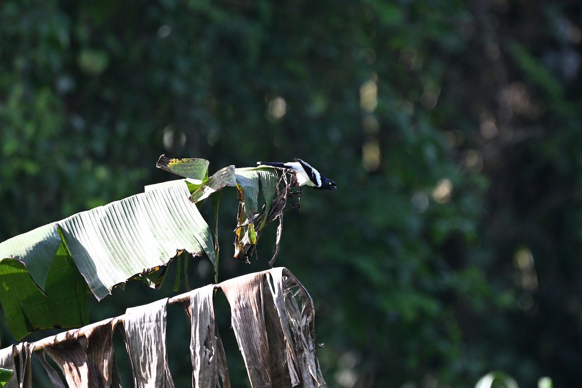 Magpie Tanager - ML645261568