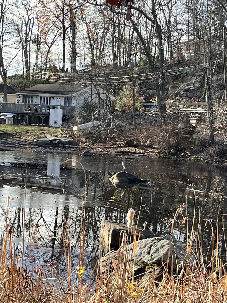 Great Blue Heron - ML645261573