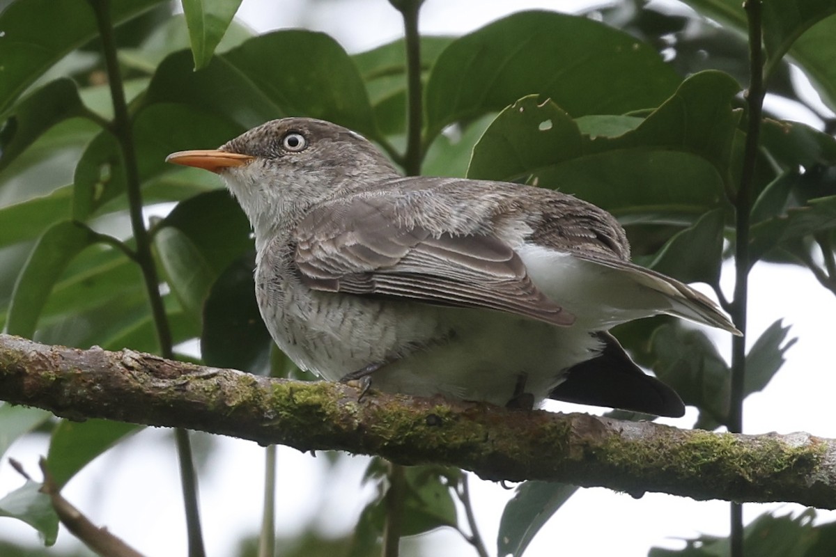 Samoan Triller - ML645261574