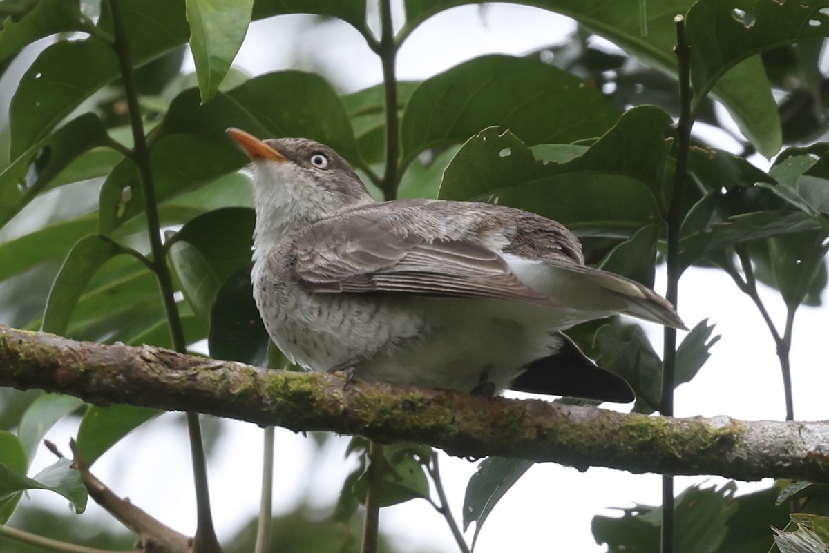 Samoan Triller - ML645261575