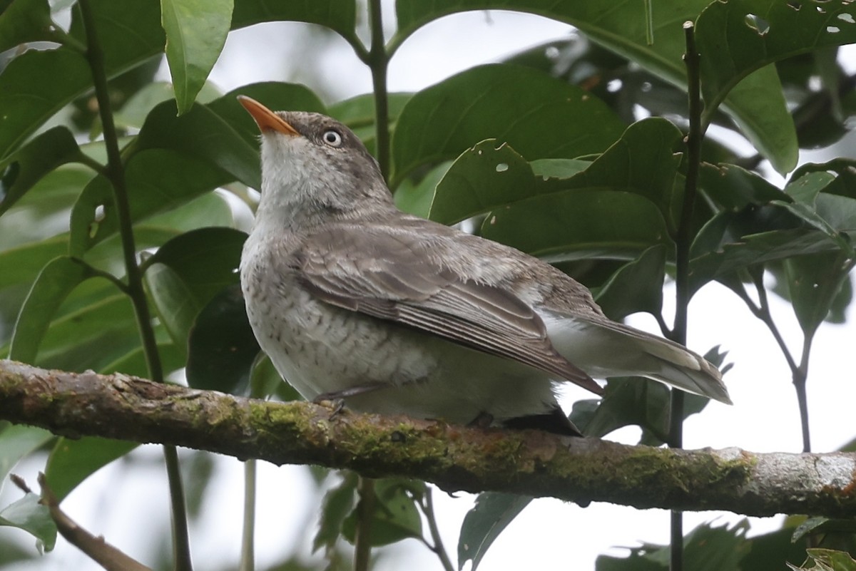 Samoan Triller - ML645261576