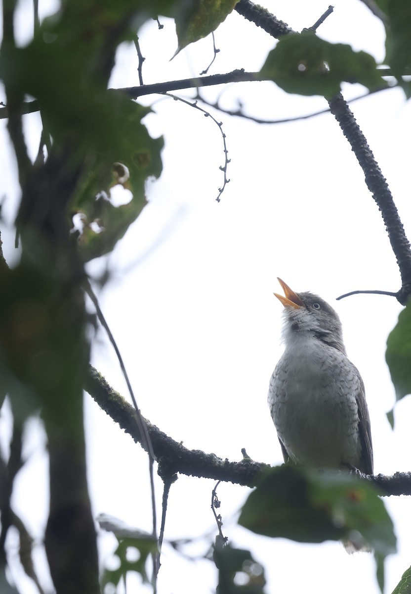 Samoan Triller - ML645261577