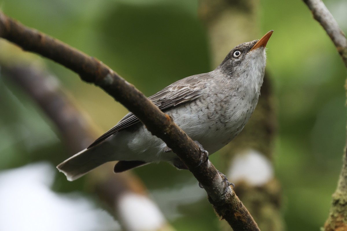 Samoan Triller - ML645261578