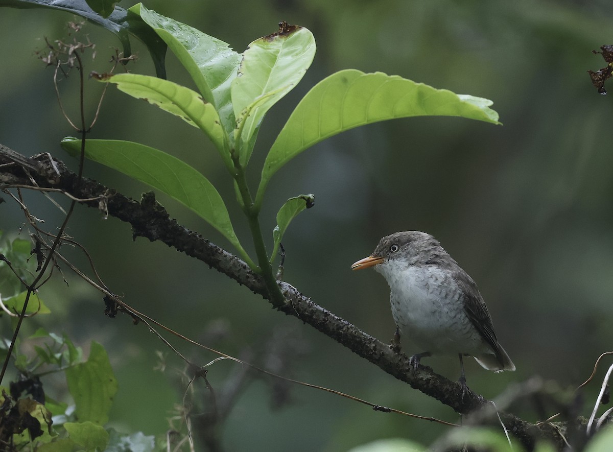 Samoan Triller - ML645261579