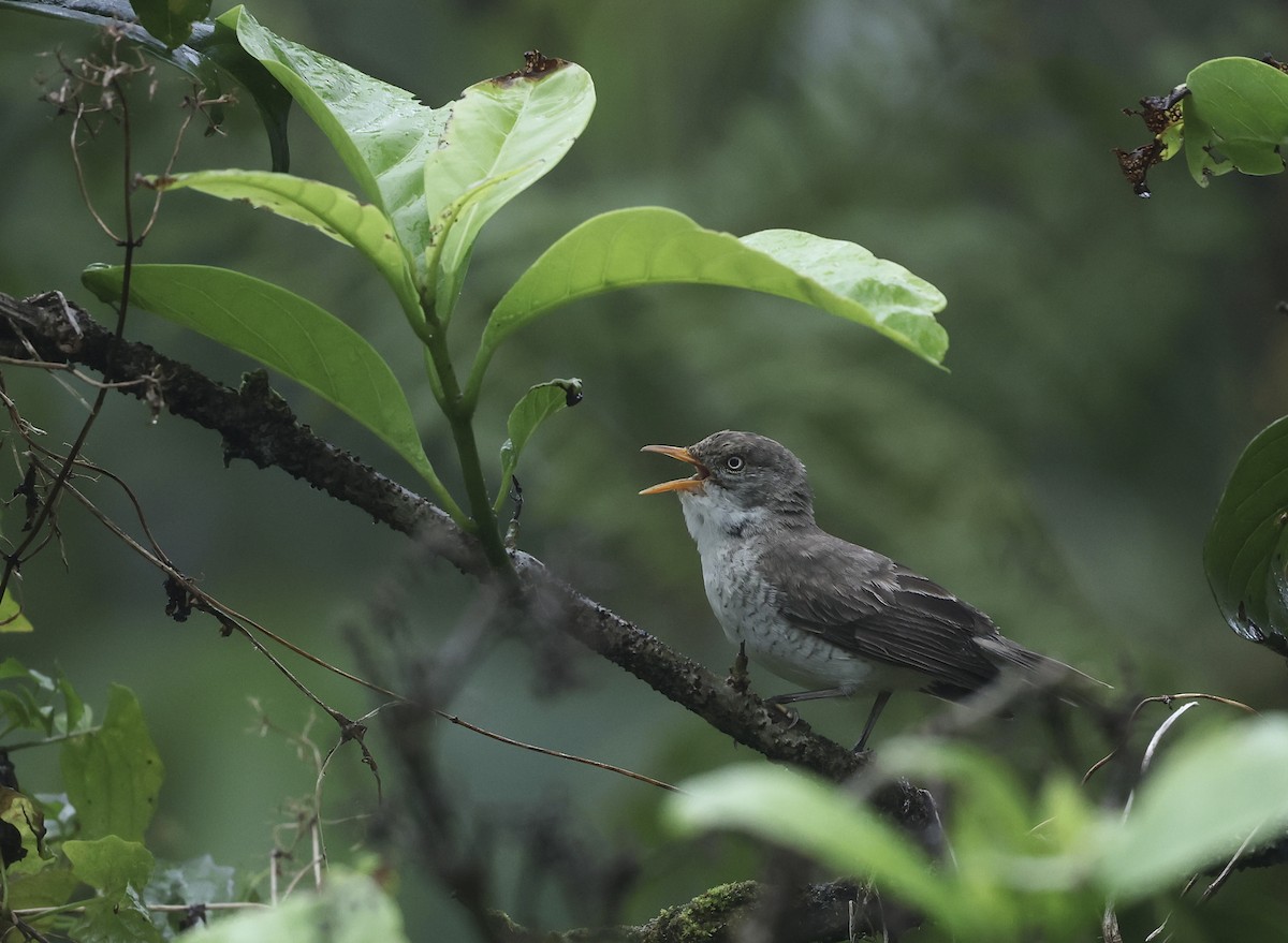 Samoan Triller - ML645261580