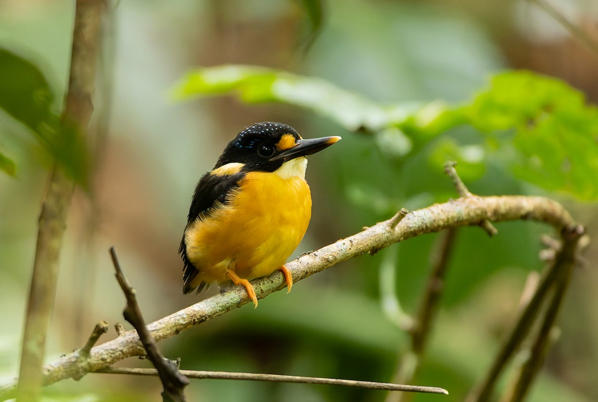 Buru Dwarf-Kingfisher - ML645261585
