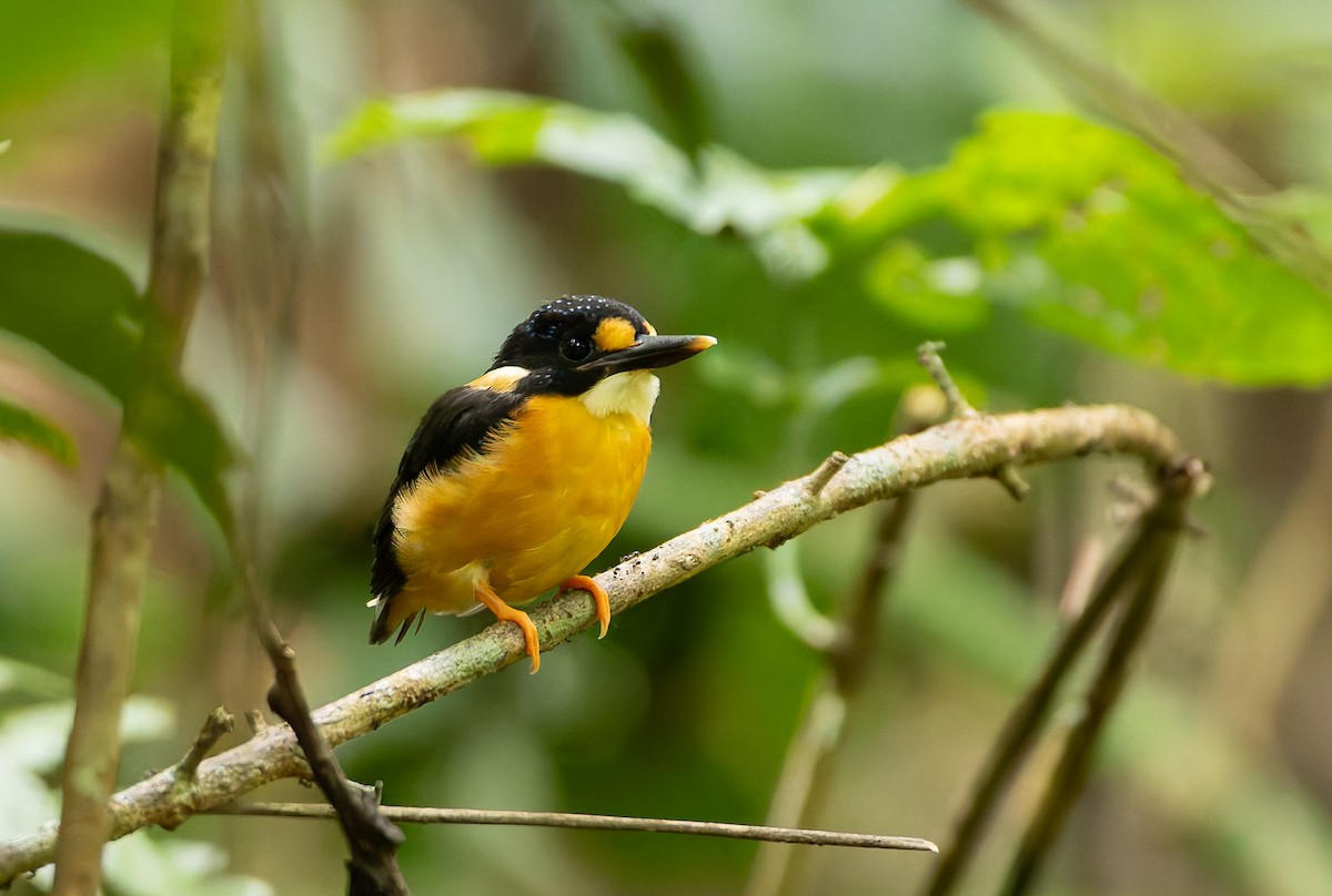 Buru Dwarf-Kingfisher - ML645261586